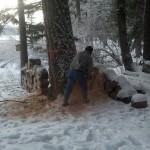 Harvesting a Doug Fir on a thinning project pre-commercial thinning