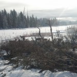 Douglas Fir thinning project Selective logging