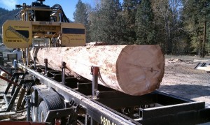 Canting standing dead Doug Fir