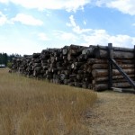 Reclaimed Sinker Logs from Blackfoot River Sinker Logs