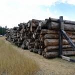 120 year old sinker logs from Blackfoot River 120 year old reclaimed logs