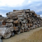 Salvaged Sinker logs from Blackfoot River in Montana Salvaged Reclaimed wood from Blackfoot River