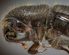 Mountain Pine beetle