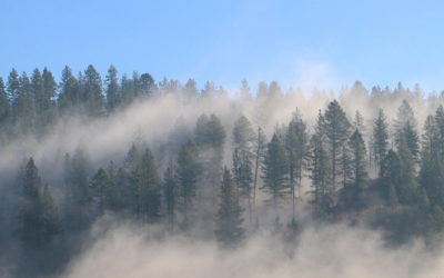 Dead standing timber