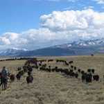Montana Rancher Montana Cattle Rancher