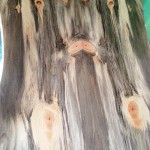 blue pine slab table top