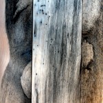 beetle kill pine wood wall
