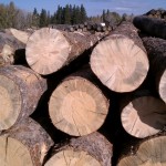 Blue Stain Pine