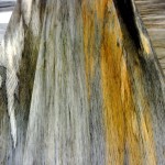 blue stain pine slab table tops
