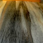 Beetle kill pine slabs