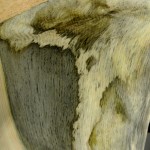 Mountain Pine Beetle kill slabs