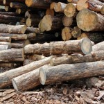 Beetle kill ponderosa pine logs
