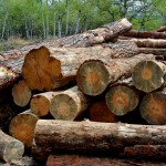 Beetle kill pine logs