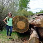 Large beetle kill ponderosa pine log