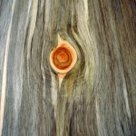 Beetle kill ponderosa pine