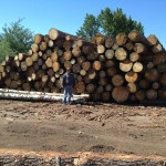 blue stain pine