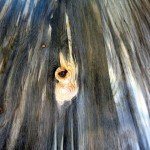 blue stain beetle kill pine slabs