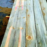 blue pine