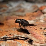 Beetle kill pine lumber