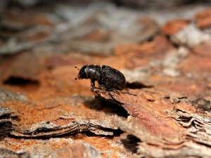 Beetle kill pine lumber
