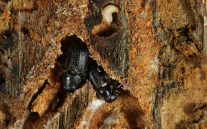 beetle kill pine