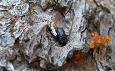 Pine beetles kill forests, builders seek to use the wood