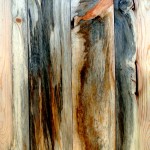 Beetle kill pine paneling