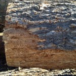 end cut of beetle kill pine tree