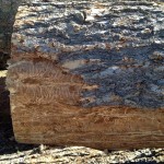 end cut of beetle kill pine tree