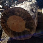 heavy blue stain beetle kill pine tree