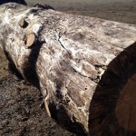 Salvaged beetle kill pine tree