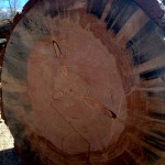 beetle kill ponderosa pine blue stain