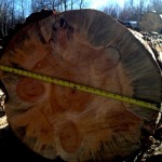 large diameter blue stain pine tree