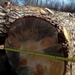 cross sections of beetle kill blue stain pine tree