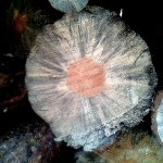 end cut of blue stain pine tree