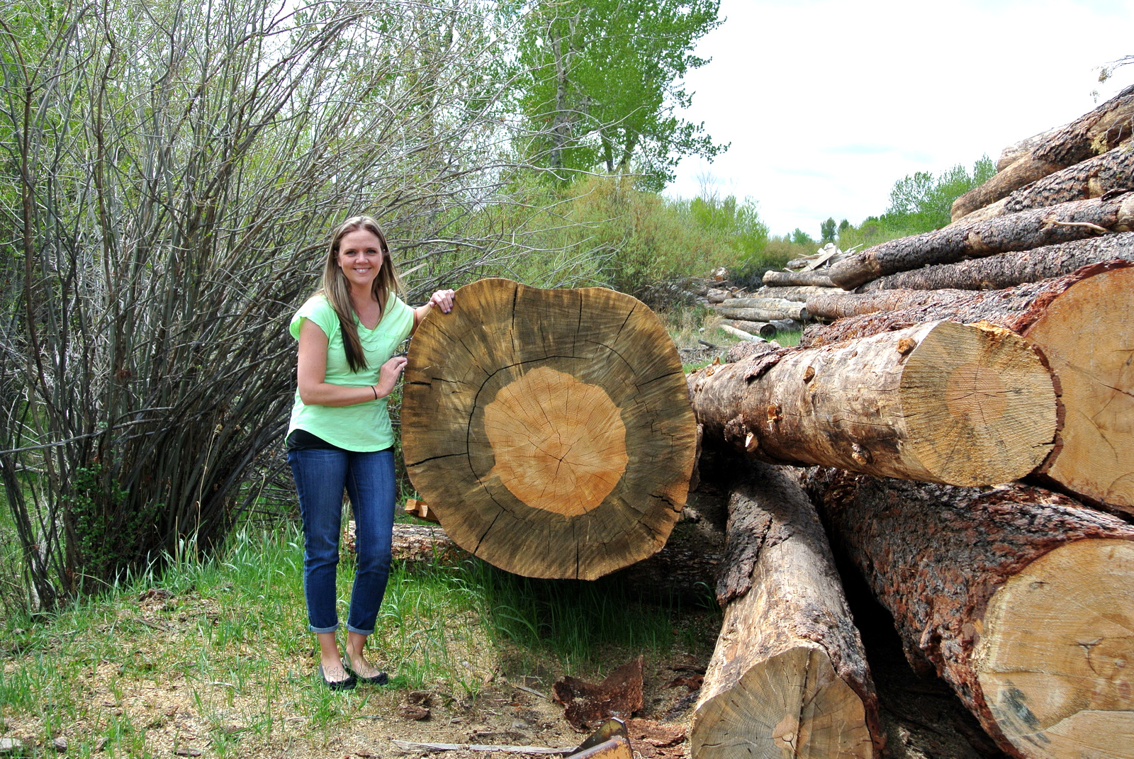 Blue Stain Pine