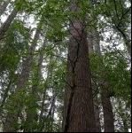  IMAGE BY FRANCIS EATHERINGTON / FLICKR.COM