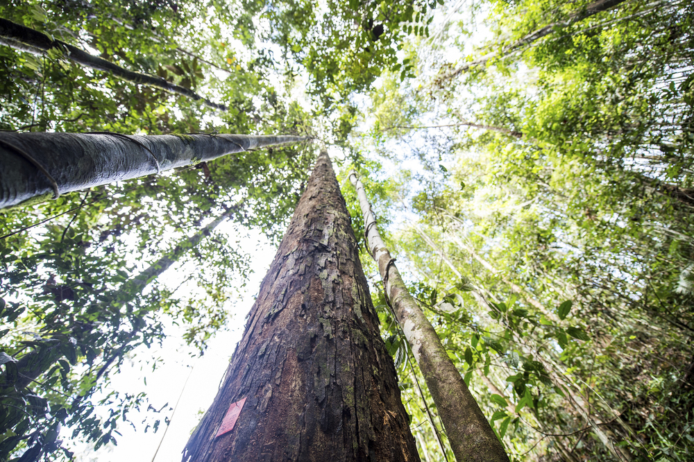 The Nature Conservancy works with logging companies in Indonesian Borneo to help the forest provide resources for people while protecting important habitat for orangutans. Photo © Nick Hall/The Nature Conservancy