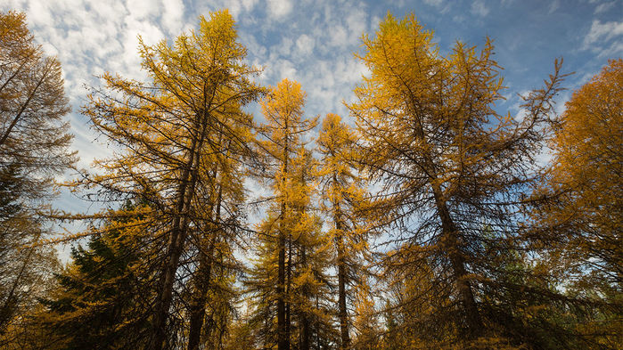 Thinning young western larch forests can boost their climate change resilience without reducing their ability to capture carbon. Nick Fitzhardinge/Getty Images