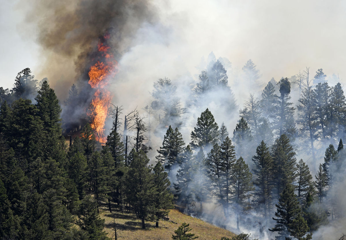 Salvage logging approved near Seeley Lake