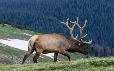 PINE BEETLES IMPACT MONTANA ELK HABITAT