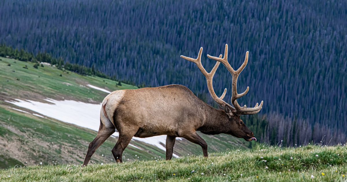 Mountain Pine Beetle Impact on Montana Elk Habitat