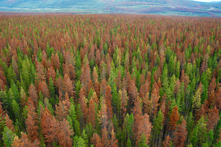 What is Beetle Kill Pine Lumber Sustainable Lumber Co