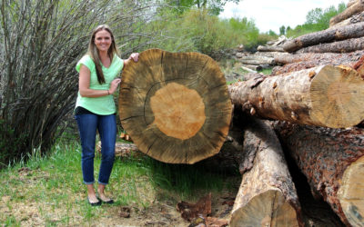 What the heck is Beetle Killed Pine?