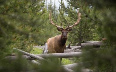 Understanding the implications of pine beetle