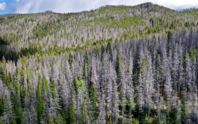 What is Beetle Killed Blue Pine?