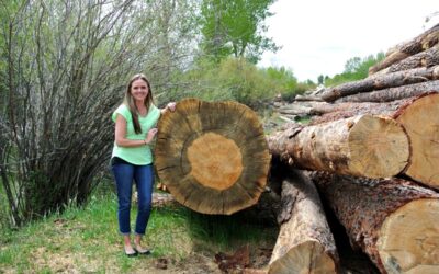 Is blue stain pine the same as Beetle Killed Pine?