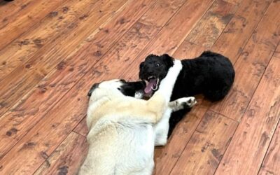 Best Hardwood Floors for Dog Owners