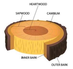 visual diagram of the inside of a tree including bark, sapwood, and heartwood